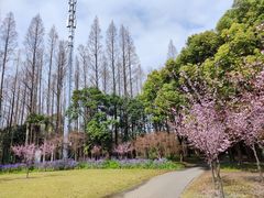 -上海滨江森林公园