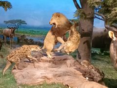 -国家自然博物馆