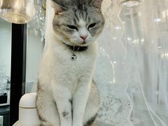 -共舞时光猫咖·狗咖(新街口店)