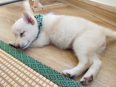 -柴犬小屋·柴餐厅·狗咖食堂(金鼎广场店)