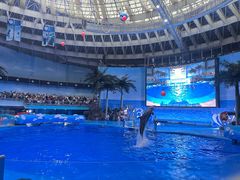 -海合安成都极地海洋公园