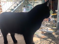 -喵屿·大理花园猫咖