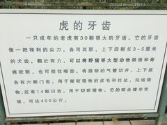-横道河子东北虎林园