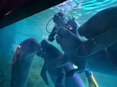 -烟台海昌鲸鲨海洋公园