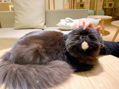 -猫腻·猫咖·撸猫馆(星光大道店)