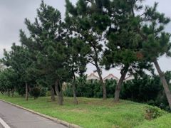 -渡海小渔村.老辈日照菜