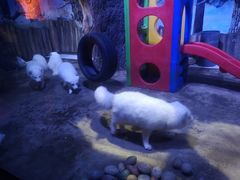 -芜湖新华联大白鲸海洋公园