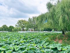 -荷花公园