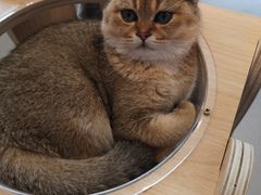 -飞行喵MR PILOT|猫舍·猫咖(静安大融城店)
