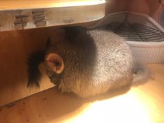 -more than meow吴止猫主题餐厅(承德 中船汇店)