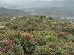 -贵州百里杜鹃风景名胜区