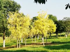 -洋湖国家湿地公园