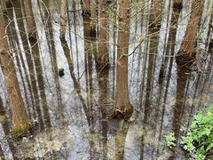 -桤木河湿地公园