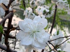-桃花堤公园