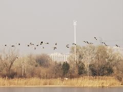 -南海子公园