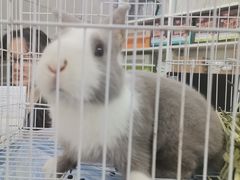 -爱侣宠医·鹦鹉专科·小型哺乳类·异宠专科(灵石路店)