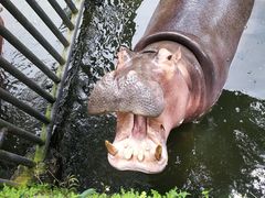 -海南热带野生动植物园