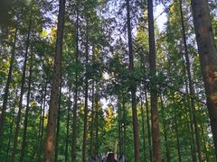 -黄海国家森林公园