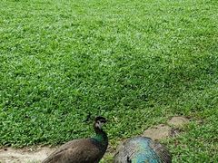 -三亚湾红树林度假世界(木棉酒店)