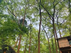 -大隐花事(熊婆婆的花园店)