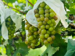 -马陆小张葡萄园农家乐