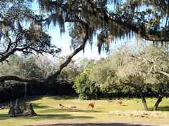 -奥兰多迪士尼动物王国乐园