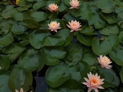 -白鹭湾湿地公园