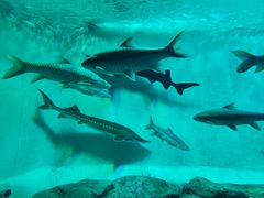 -太平洋海底世界