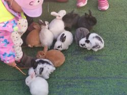 -萌宠亲子动物乐园(槐房万达店)