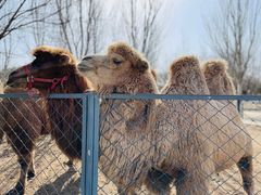 -长白岛森林公园