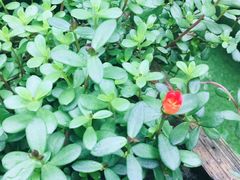 -艾加柒克蛋糕茶歇甜品台(春熙路店)