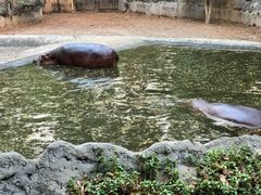 -清迈夜间动物园