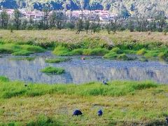-腾冲北海湿地