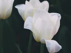 -香蜜公园