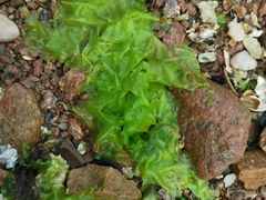 -青岛第三海水浴场