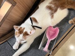 -瑞鹏宠物医院犬猫全科(真大分院)