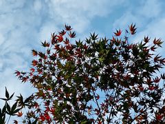 景点-柳浪闻莺公园