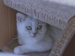 -瞄一喵猫咖(格力海岸店)