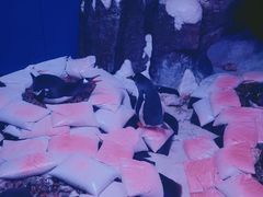 -暹罗海洋世界