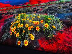 -罗红摄影艺术馆