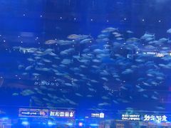 -成都浩海立方海洋公园