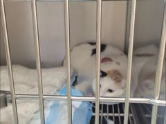 -佳怡动物医院·平价24小时·猫专科骨外科