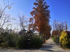 -上海长兴岛郊野公园