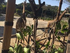 -深圳野生动物园