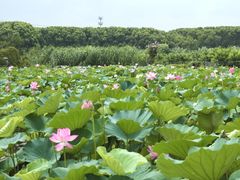 -桃花岛景观公园