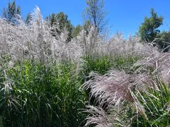 -野鸭湖国家湿地公园