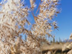 -野鸭湖国家湿地公园