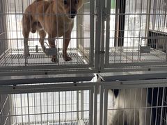 -申普宠物医院·心脏介入·心血管微创(总院)