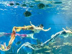 -海合安武汉极地海洋公园