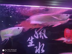 -苏州艺都古玩花鸟市场